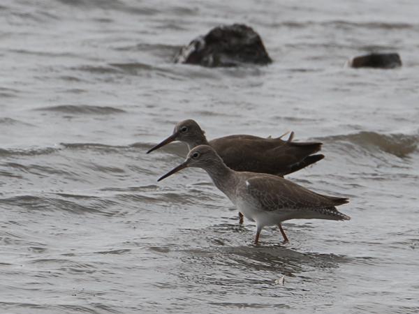 <h3><a href="/trips/srilanka/biota/animalia/chordata/aves/024 charadriiformes/015 scolopacidae/tringa totanus/tringa totanus-nl.html">Tringa&nbsp;totanus</a> / Common&nbsp;redshank / Tureluur</h3>NIKON D500 met AF-S Nikkor 80-400mm f/4.5-5.6G ED VR, 1/800 sec  bij F9.0, ISO 400, afstand 26.6&nbsp;m